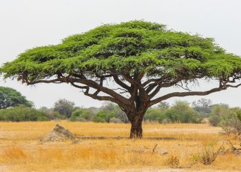 Simbabwe: Cannabis- statt Tabakanbau