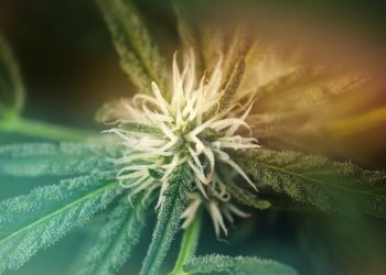 CBDV bei Epilepsie und Autismus-Spektrum Störungen