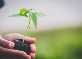 Cannabis anbauen, Stress abbauen – Aspekte der privaten Hanfzucht 