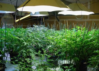 Erster Cannabis Social Club erhält Anbaulizenz