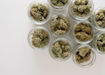 Medizinalcannabis Boom nach CanG Reform