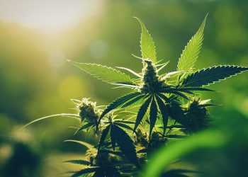 Sind Cannabis Social Clubs gemeinnützige Vereine?