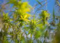 Wie Hanfpflanzen den Garten verschönern und bereichern