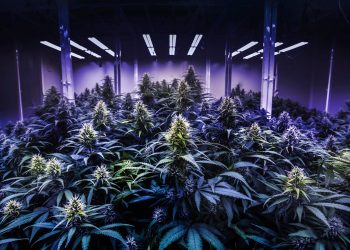 Bisher kaum Lizenzen für Cannabis Anbauclubs