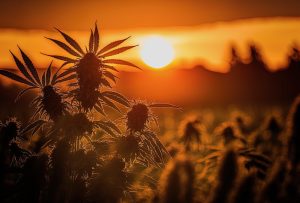 Cannabis no Marrocos: 3 mil licenças de cultivo concedidas em 2024