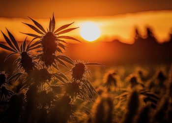 Cannabis in Marokko: 3000 Anbaulizenzen in 2024 vergeben