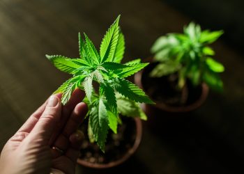 Cannabis_zu_Hause_anbauen-Ein_Einstiegs-Guide_zum_Gras_zuechten_01