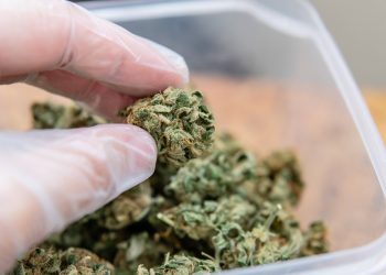 Die Wirkung von Myrcen bei Schmerzen und Arthrose