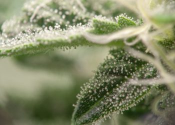 Die_Extraktion_von_Terpenen_in_der_Medizin