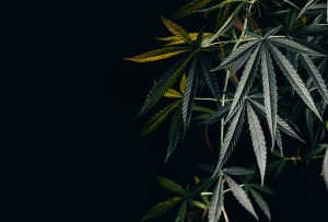 Funktionsweise von Cannabis Gentests