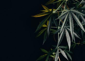 Funktionsweise_von_Cannabis_Gentests