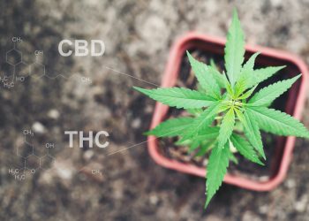 Good Manufacturing Practice in der Cannabiszucht