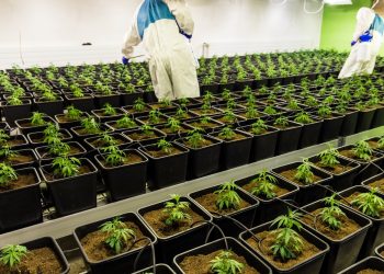 Kanada: 1/4 der Cannabisproduktion wird jährlich vernichtet