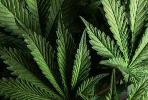 Würdest Du Cannabis verschreiben, wenn Du Arzt wärst?