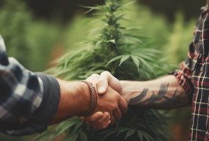 Cannabis Social Club'da Danışman Olarak Çalışmak