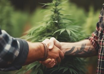 Als Berater im Cannabis Social Club arbeiten?