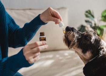 Cannabis verlangsamt bei Tieren Alterungsprozesse im Gehirn