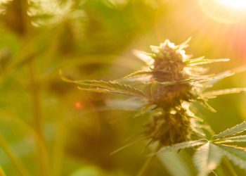 Die Bedeutung der TRPV-Rezeptoren im Endocannabinoidsystem