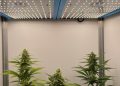 420 LED – Rück Deine Pflanzen ins richtige Licht!