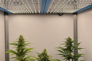 420 LED - Rück Deine Pflanzen ins richtige Licht!