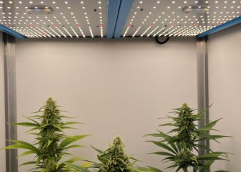 420 LED – Rück Deine Pflanzen ins richtige Licht!
