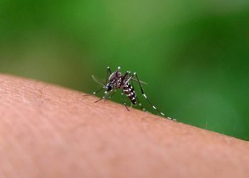 CBD und Nutzhanf als Pestizide gegen Stechmücken?