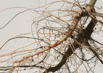 Die Hanfwurzel und ihr medizinisches Potenzial