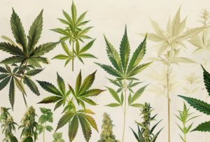 Guaiol – ein medizinisch wertvolles Terpenoid