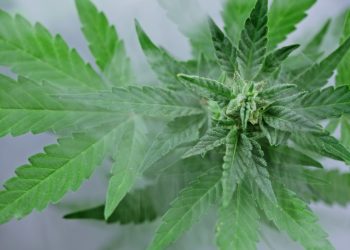 H2CBD – ein CBD-Derivat mit medizinischem Potenzial