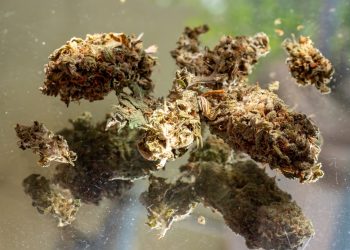 Neue Studie zur Wirkung von CBD auf psychoaktives THC