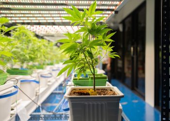 Niederlande: Cannabisanbau rückläufig