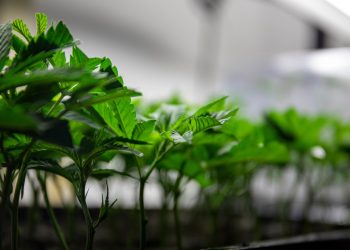 Razzia in bayerischer Supermarktkette