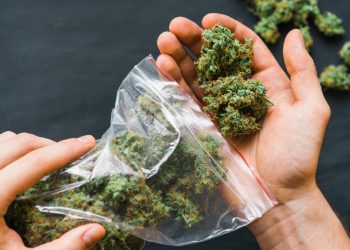 Steht Özdemir den Cannabis-Modellprojekten im Weg?