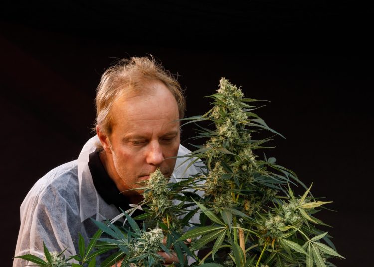 Die Paradise Seeds Geschichte: 30 Jahre erstklassige Cannabis-Genetik