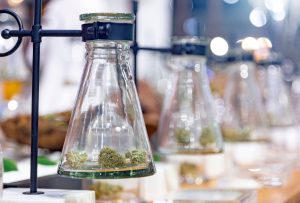 Ганновер: пилотный проект по продаже каннабиса с 2025 года