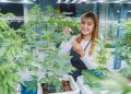 Fachkräftemangel: Als Cannabis Budtender in Kanada arbeiten?