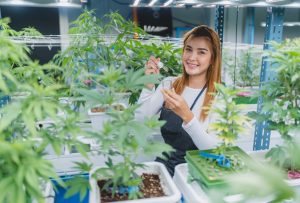 Kanada'da Cannabis Budtender Olarak Çalışmak: İşçi Açığının Çözümü