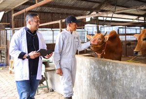 Veterinärmedizin: Brasilien erlaubt Cannabis-Rezepte für Tiere