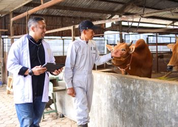 Veterinärmedizin: Brasilien erlaubt Cannabis-Rezepte für Tiere