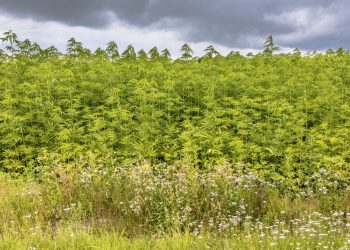 Oberster Gerichtshof Brasiliens legalisiert die Hanfindustrie