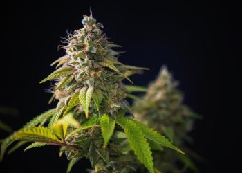Unterschiede in der Wirkung von CBD und CBG