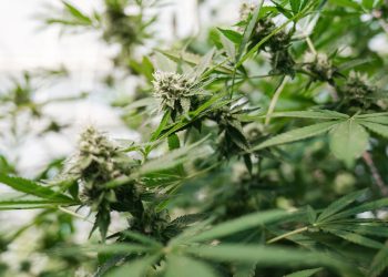 Ampel-Aus – Cannabisgesetz in Gefahr