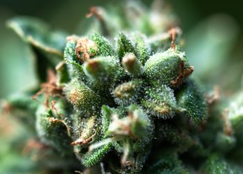 Beta-Amyrin, ein Terpen mit indirekter Cannabinoidwirkung