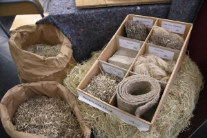 Bauen mit Hanf: Hochschule will höher hinauf