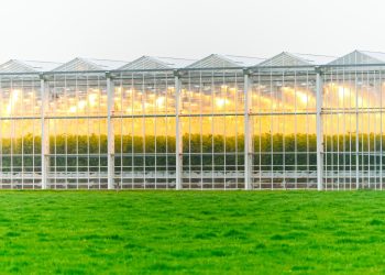 Die Pflanzen sind grün, aber der Strom ist lila – LilaStrom für CSCs