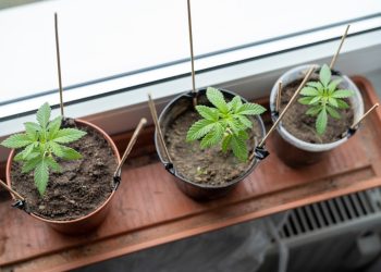 Neue Richtervereinigung für Festhalten am CanG