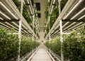 Swiss Made Medical Cannabis – GrowMotion goes THC