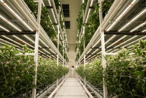 Swiss Made Medical Cannabis - GrowMotion goes THC