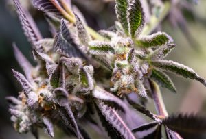 Metaanalyse: Cannabis hat Therapiepotenzial bei Krebs