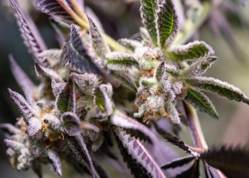 Metaanalyse: Cannabis hat Therapiepotenzial bei Krebs